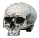 Human Skull, Markus Mayer, Skull